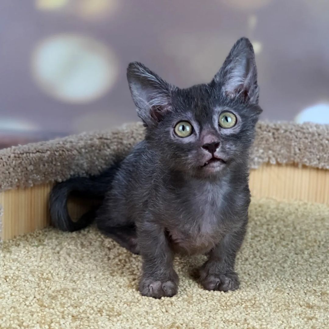 lykoi breeder